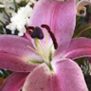 Meet your Posher, Akenese